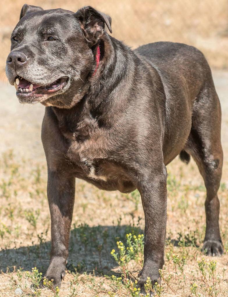Rex is a young senior looking for a forever home! He has lived with kids and another dog. He will need a meet and greet with any resident canines. He cannot be around small animals or cats. He is not suited for apartment living and would like a secure fenced yard. If you are looking for two dogs check out Rexs previous housemate Mack. (Curt Story/Everett Animal Shelter)