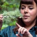 Leslie Holmes identifies lichen species at Wallace Falls State Park in Gold Bar. The next one is scheduled for Aug. 25. (Kevin Clark / The Herald)