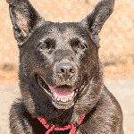 Looking to adopt a dog? These pets are ready and waiting.