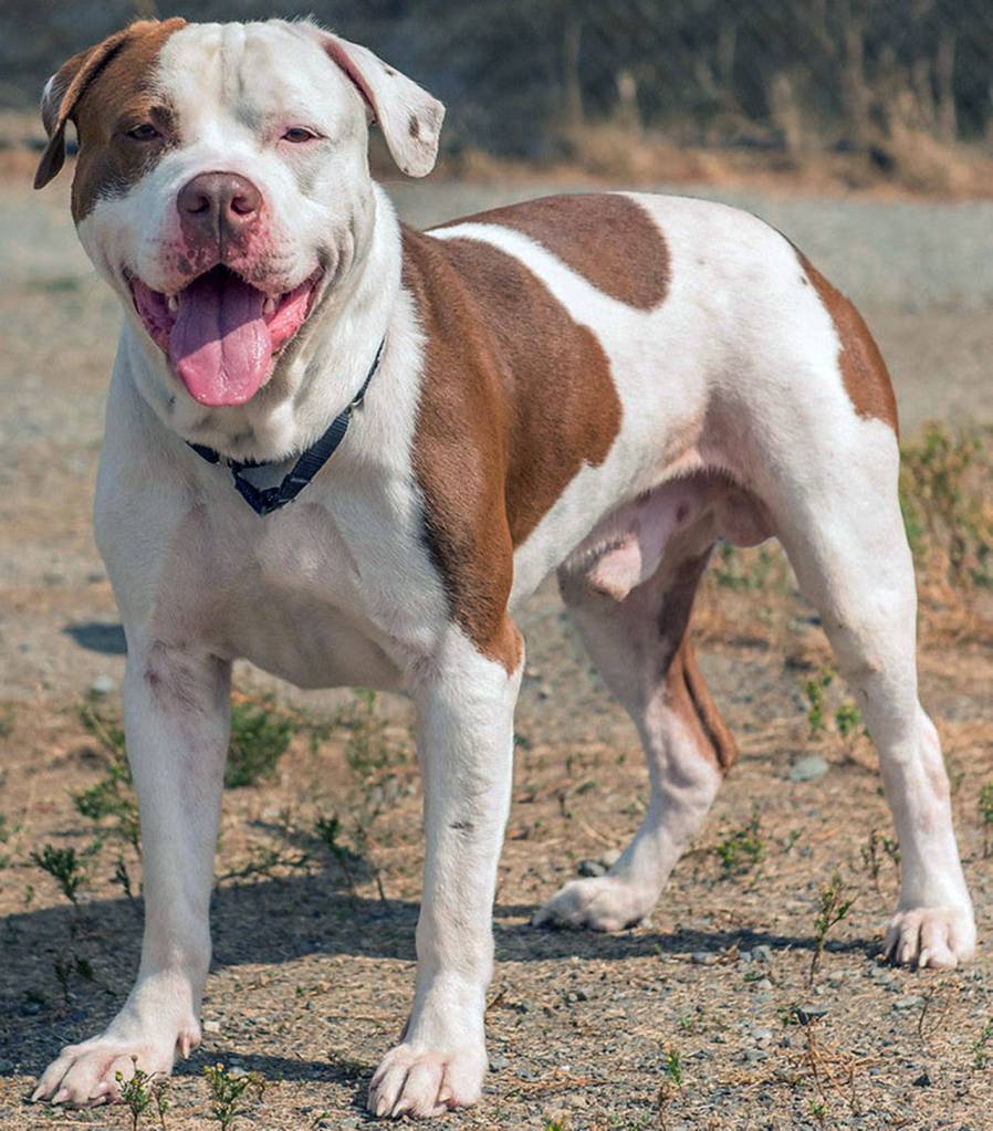 Luca is a handsome guy looking for a forever home. (Curt Story/Everett Animal Shelter)
