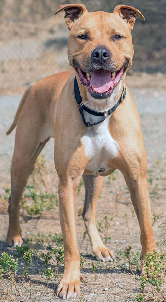 Monty is ready for a permanent home. (Curt Story/Everett Animal Shelter)