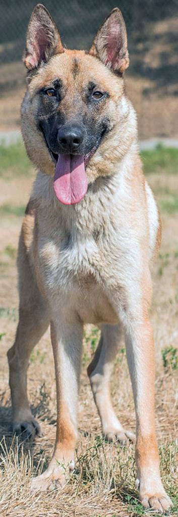 Harriet is a very intelligent, high energy dog. (Curt Story/Everett Animal Shelter)