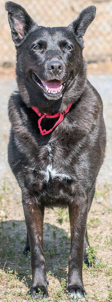 Shadow is a young senior looking for her retirement home. (Curt Story/Everett Animal Shelter)