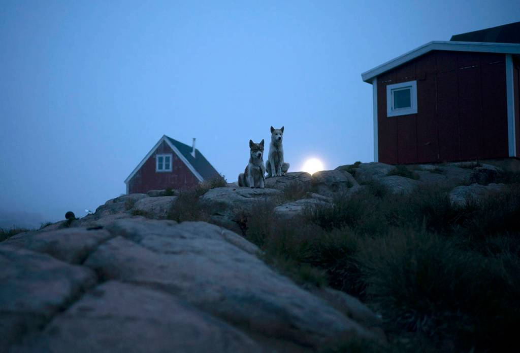 Dogs sit outside a home in Kulusuk, Greenland, early in the morning Aug. 15. Greenland has been melting faster in the last decade. This summer, it has seen two of the biggest melts on record since 2012. (AP Photo/Felipe Dana)