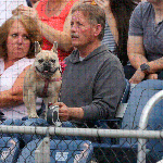 There was plenty of sit and stay commands during the Bark in the Park theme night Tuesday during the Everett AquaSox game, when dogs were allowed at Funko Field at Everett Memorial Stadium. (Kevin Clark / The Herald)