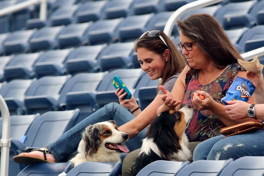 Dogs are welcomed to the AquaSox game Tuesday evening as part of Bark in the Park 2 at Funko Field at Everett Memorial Stadium in Everett on August 20, 2019. (Kevin Clark / The Herald)