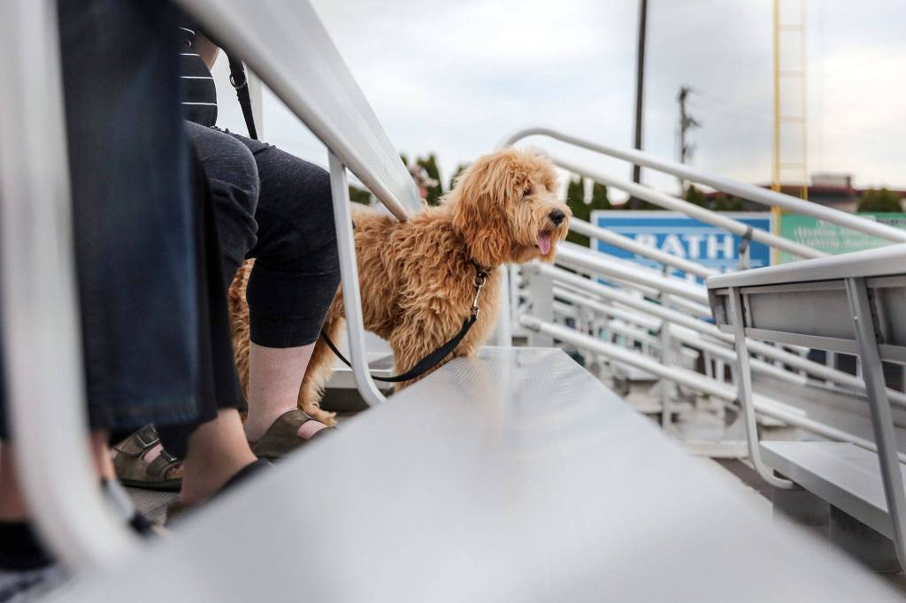 Dogs are welcomed to the AquaSox game Tuesday evening as part of Bark in the Park 2 at Funko Field at Everett Memorial Stadium in Everett on August 20, 2019. (Kevin Clark / The Herald)