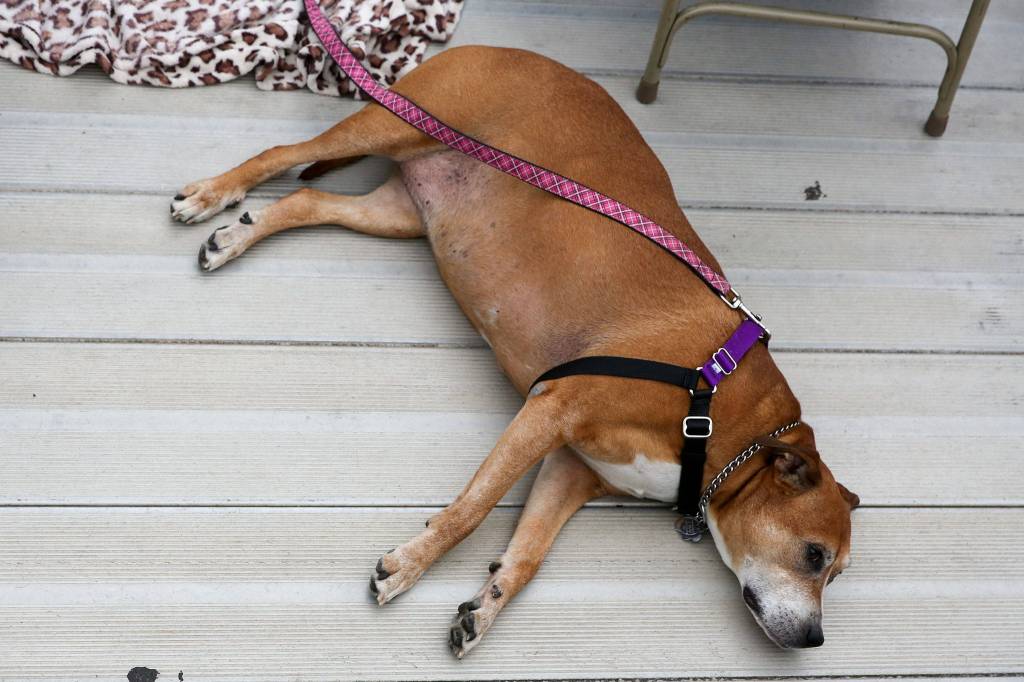 Dogs are welcomed to the AquaSox game Tuesday evening as part of Bark in the Park 2 at Funko Field at Everett Memorial Stadium in Everett on August 20, 2019. (Kevin Clark / The Herald)