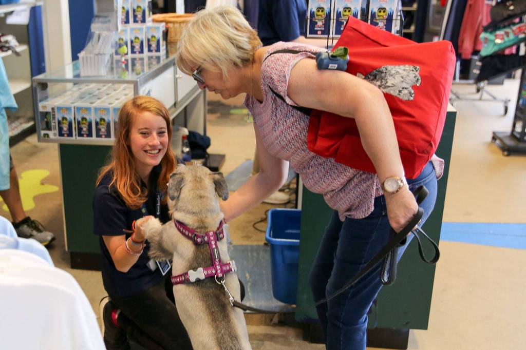 Dogs are welcomed to the AquaSox game Tuesday evening as part of Bark in the Park 2 at Funko Field at Everett Memorial Stadium in Everett on August 20, 2019. (Kevin Clark / The Herald)