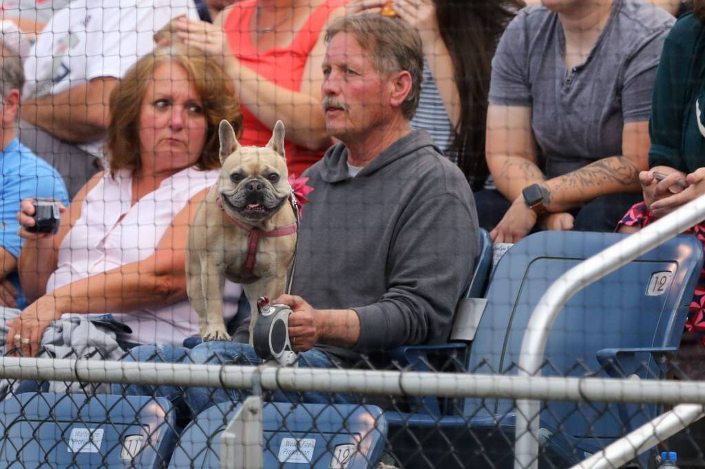 Dogs are welcomed to the AquaSox game Tuesday evening as part of Bark in the Park 2 at Funko Field at Everett Memorial Stadium in Everett on August 20, 2019. (Kevin Clark / The Herald)