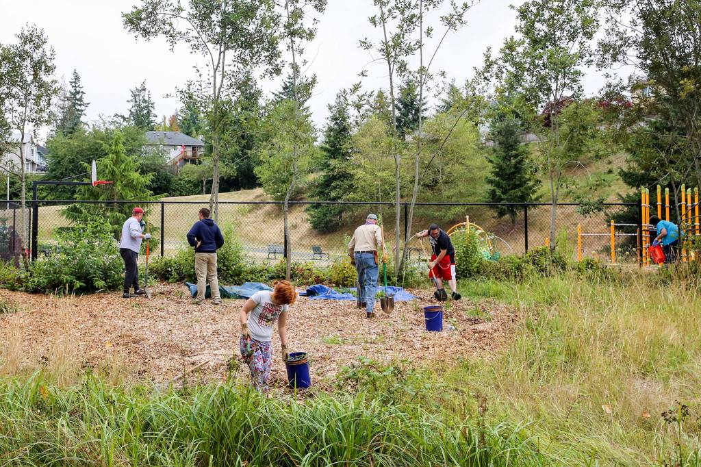 Volunteers work to clear invasive plants Saturday morning at Hannabrook Park in Everett on August 17, 2019. (Kevin Clark / The Herald)