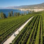Naramata Bench in the Okanagan Valley is one of British Columbias hottest wine-growing regions. (British Columbia Wine Institute)