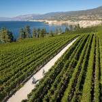 A wine wonderland awaits north of the border in Canada’s Napa