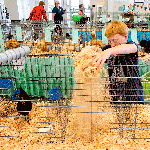 Gallery: Finishing touches for the Evergreen State Fair