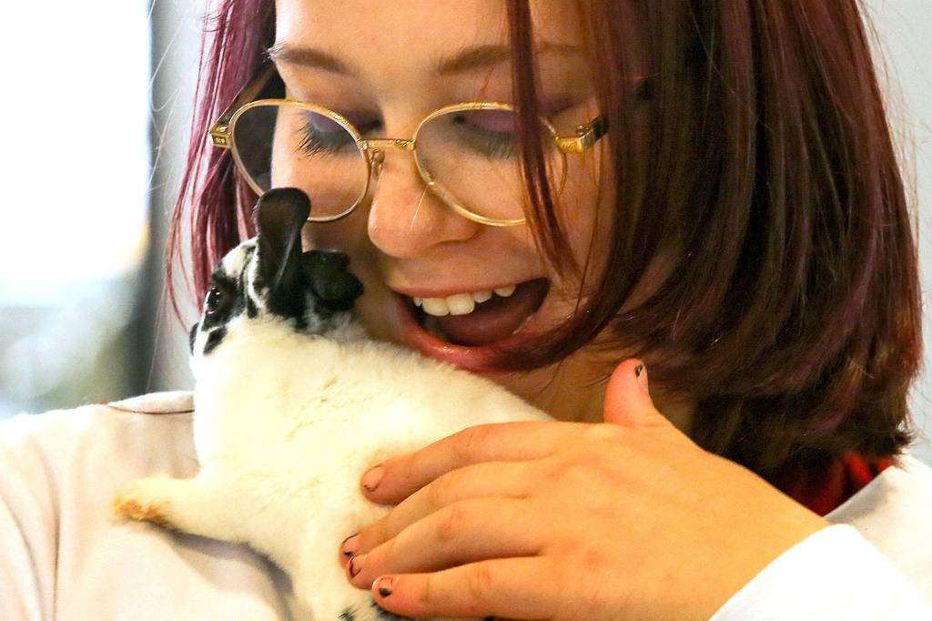Gillian Osthimer examines a bunny Wednesday afternoon at the Evergreen State Fairgrounds in Monroe on August 21, 2019. (Kevin Clark / The Herald)
