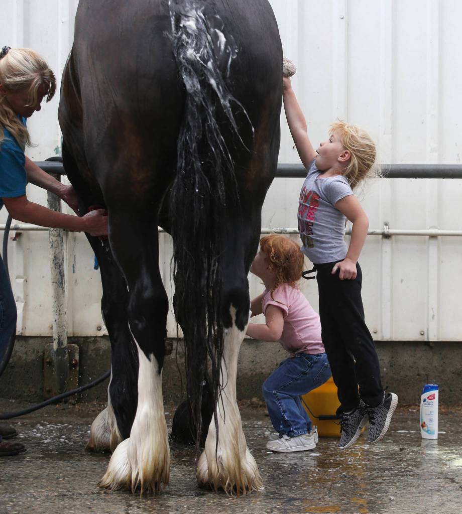 Lillian Lentz, 4, leaps high to help wash a horse during the opening day of the Evergreen State Fair on Thursday, Aug. 22, 2019 in Monroe, Wash. (Andy Bronson / The Herald)