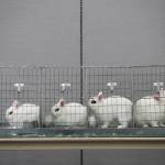 Dwarf rabbits await judging on the opening day of the Evergreen State Fair on Thursday, Aug. 22, 2019 in Monroe, Wash. (Andy Bronson / The Herald)
