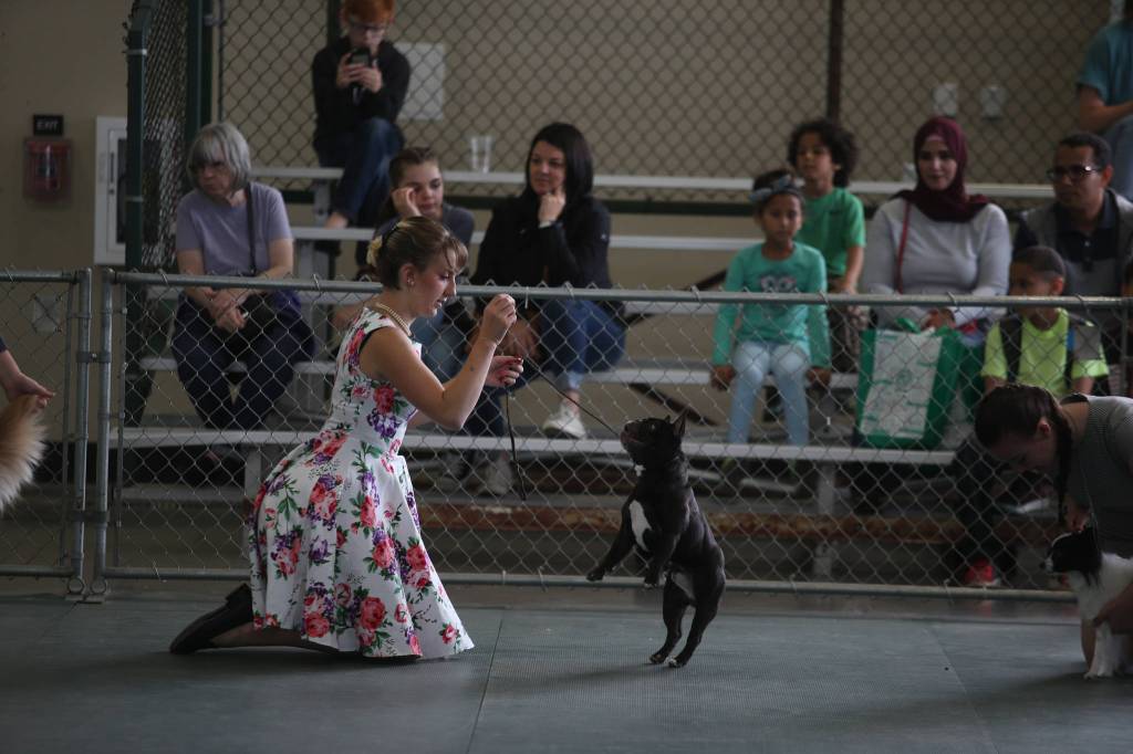 A girl works with her dog during competition on the opening day of the Evergreen State Fair on Thursday, Aug. 22, 2019 in Monroe, Wash. (Andy Bronson / The Herald)
