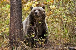 A female grizzly bear surveys her surroundings within national forestland, near Camas in northwestern Montana. (Montana Fish, Wildlife and Parks / Associated Press file photo)