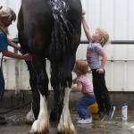 Lillian Lentz, 4, leaps high to help wash a horse during the opening day of the Evergreen State Fair on Aug. 22 in Monroe. (Andy Bronson / The Herald)