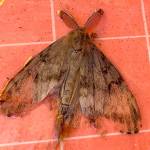 Pest was an univited Woodway guest and a first in the U.S.