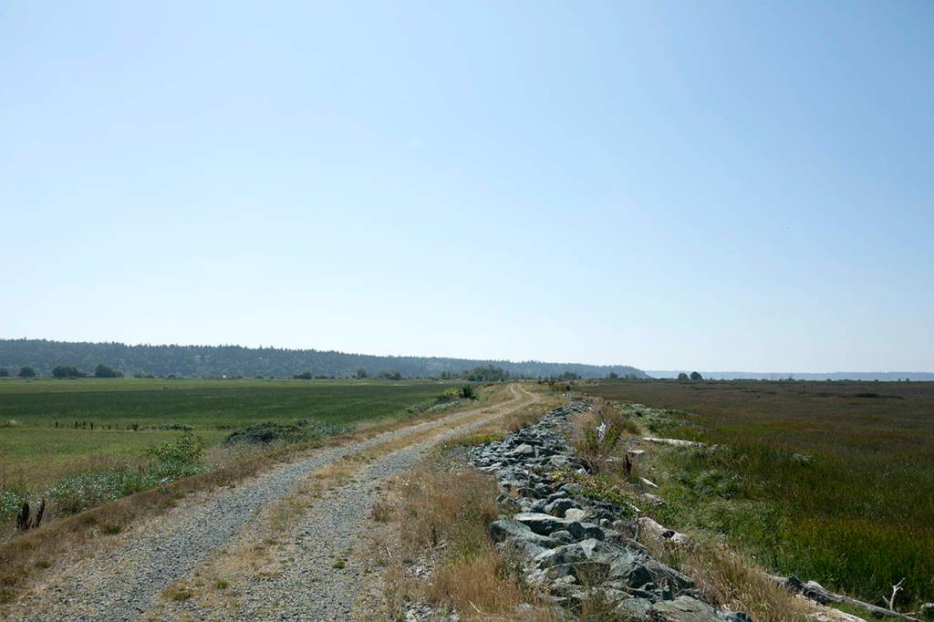 The dike at the Port Susan Bay estuary restoration project site separates farmland (left) from coastal wetland (right). (Julia-Grace Sanders / The Herald)