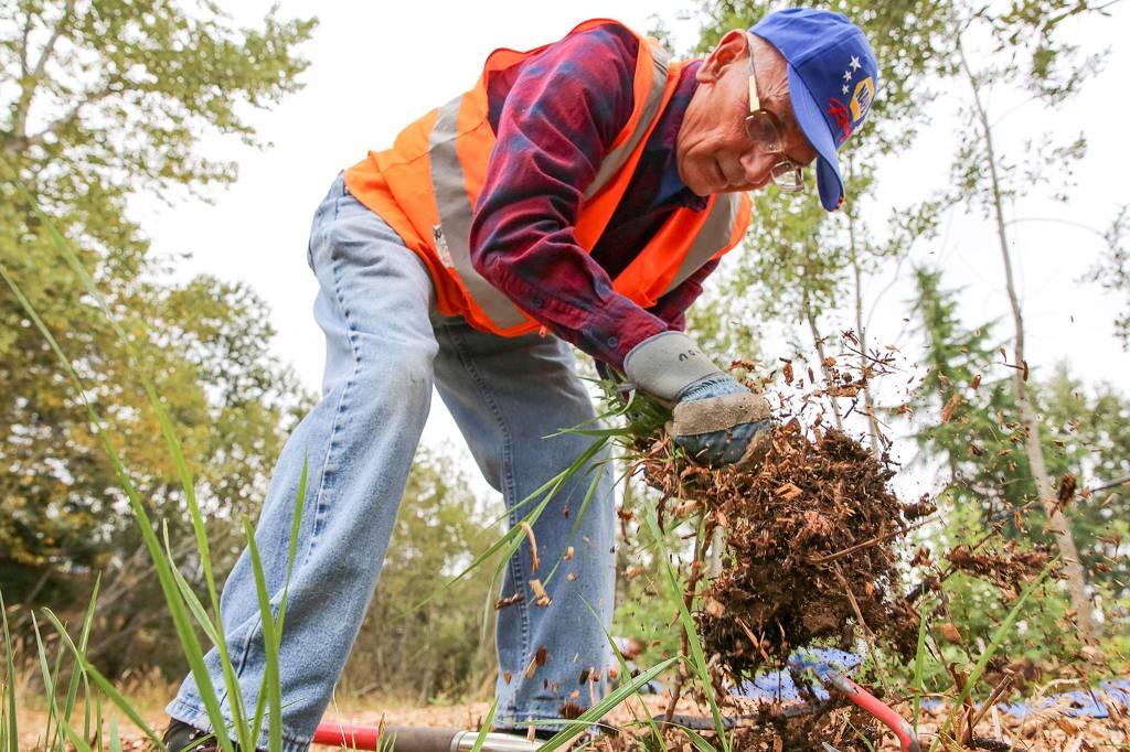 Lou Rector pulls invasive plants at Hannabrook Park in Everett on Aug. 17. (Kevin Clark / The Herald)