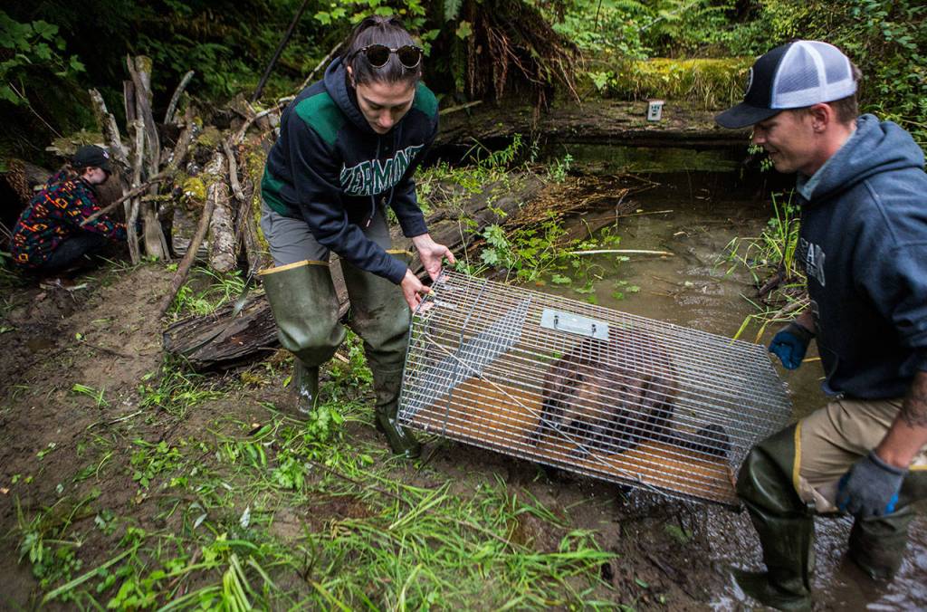 Dylan Collins (right) and Molly Alves (center) carry one of the beavers to the entrance of their temporary man-made den near Sultan where Morgan Krueger (left) makes an opening for it to crawl through. (Olivia Vanni / The Herald)