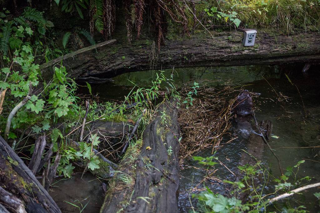 A male beaver swims away from the temporary den to go find food on Aug. 22 near Sultan. (Olivia Vanni / The Herald)