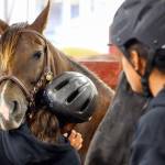 Horse therapy camp for Tulalip foster kids offers healing
