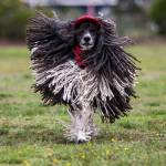Rielley, a 7-year-old standard poodle, runs at Freeland Park on Whidbey Island. Owner Laurie Cecil, a pet groomer by trade, spends 10 hours a week doing the dogs hair. He is her service dog and she takes him everywhere. (Olivia Vanni / The Herald)