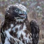 A harlans hawk is one of the 16 types of raptors that can be seen in northwest Washington. (Sue Cottrell)