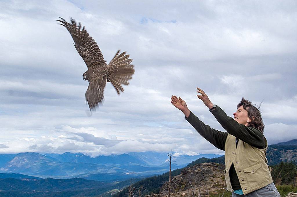 Sue Cottrell releasing a prairie falcon at Entiat Ridge banding station. (courtesy photo)