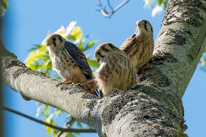 Raptor rapture: Get the lowdown on the amazing avians among us