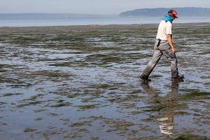 Adam Skirkis, a naturalist on Jetty Island, sets cones around a seal that was slowly making its way back to the water. (Lizz Giordano / The Herald)