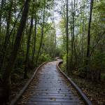 A broad walk weaves through the trees at Narbeck Wetland Sanctuary on Sept. 5 in Everett. (Olivia Vanni / The Herald)