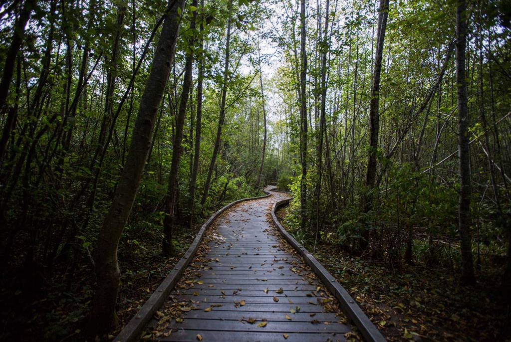 A broad walk weaves through the trees at Narbeck Wetland Sanctuary on Sept. 5 in Everett. (Olivia Vanni / The Herald)