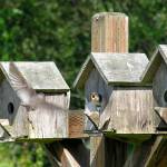 Tracee Gorman took this photo in June 2018 from the deck of her Snohomish home to avoid being dive-bombed by the parent tree swallows. It took me about an hour to capture that perfect shot, she said.