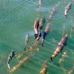 In this 2017 photo, salmon circle just below the surface inside a lock where they joined boats heading from salt water Shilshole Bay into fresh water Salmon Bay at the Ballard Locks in Seattle. (AP Photo/Elaine Thompson, File)