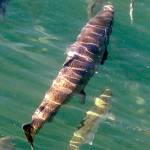 Scientists monitoring new marine heat wave off West Coast