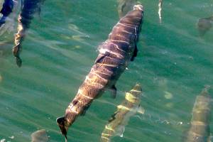 Scientists monitoring new marine heat wave off West Coast