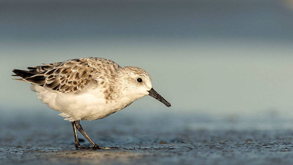 Sanderlings can often be seen on the Washington coast during their migrations. (Tim Boyer)