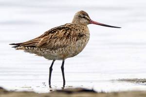 Learn about birds’ migratory miracles at Bird Fest in Edmonds