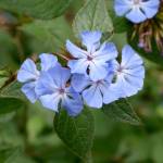 Ceratostigma willmottianum, commonly called Chinese plumbago, is drought-tolerant and loves a hot location. (Richie Steffen)