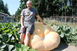 Giant pumpkin gained 60 pounds per night during growth spurt