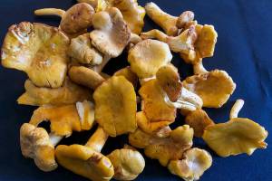 Washington state is ‘a mushroom hunter’s paradise’