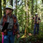 Department of Natural Resources district manager Al McGuire (left) and unit forester Tyson Whiteid stand Wednesday next to trees marked for a proposed timber harvest near Gold Bar. (Olivia Vanni / The Herald)