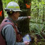Al McGuire points out features of the timber sale Wednesday near Gold Bar. (Olivia Vanni / The Herald)