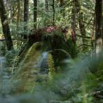 A stump left over from a previous timber cut near Gold Bar. (Olivia Vanni / The Herald)