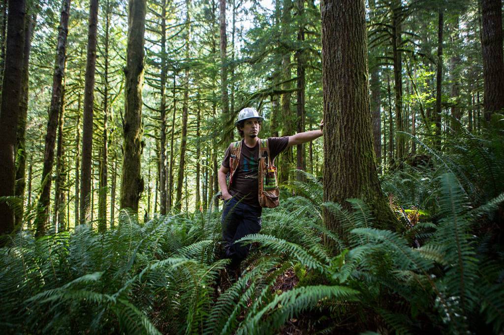 Tyson Whiteid stands in a large patch of ferns on Wednesday where a proposed road will be placed for the Middle May timber cut near Gold Bar, Wash. (Olivia Vanni / The Herald)